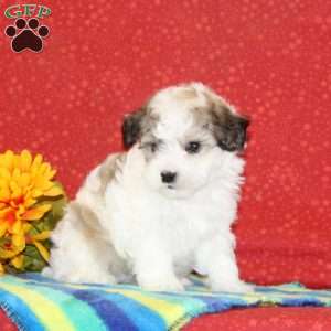 Randy, Maltipoo Puppy